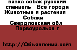 вязка собак русский спаниель - Все города Животные и растения » Собаки   . Свердловская обл.,Первоуральск г.